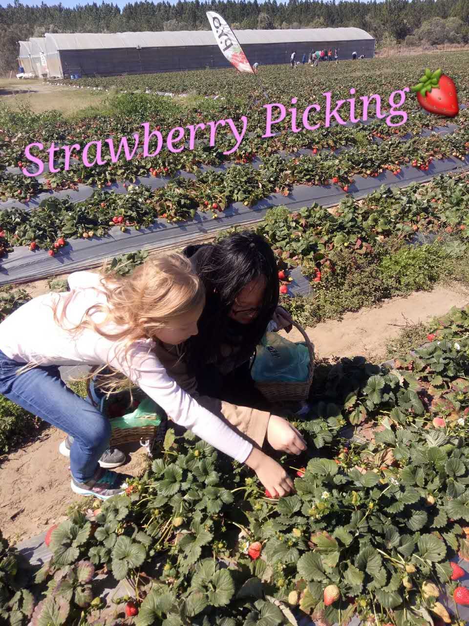 Strawberry Picking - American Homestay
